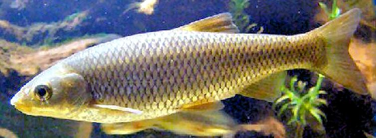 Squalius carolitertii_04.jpg